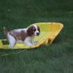 Daisy on sled